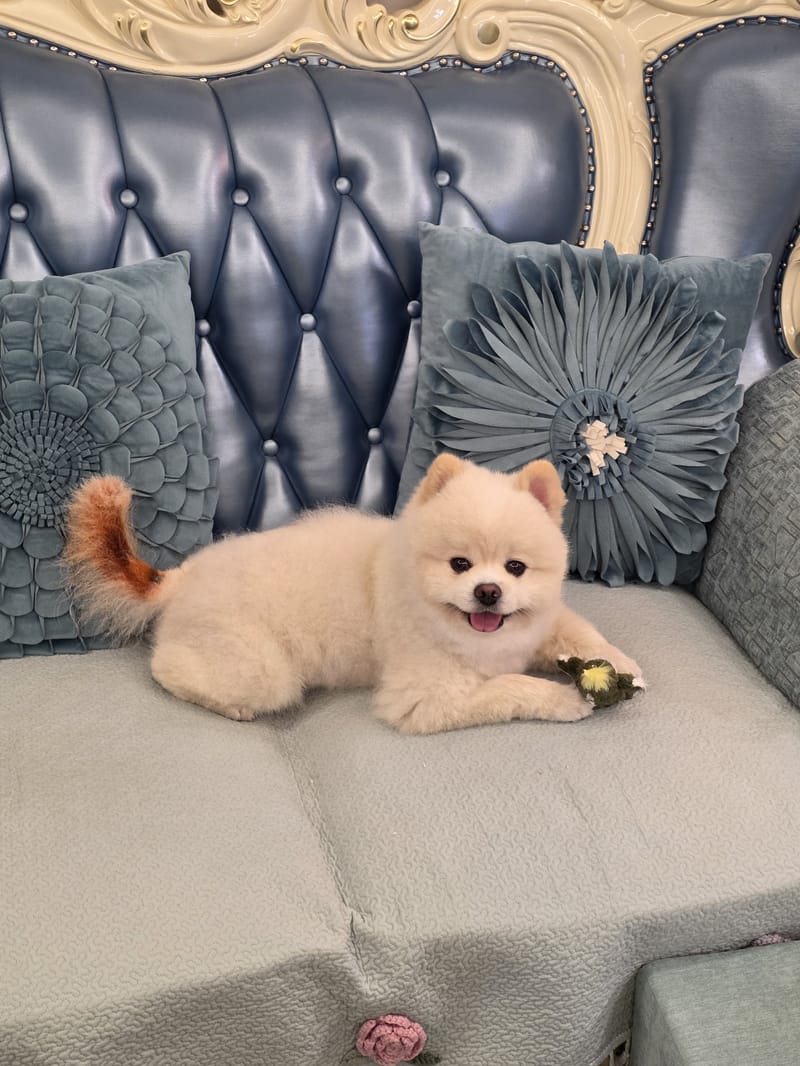 Haha — lying facing camera, big tongue-out smile, tidy sofa backdrop