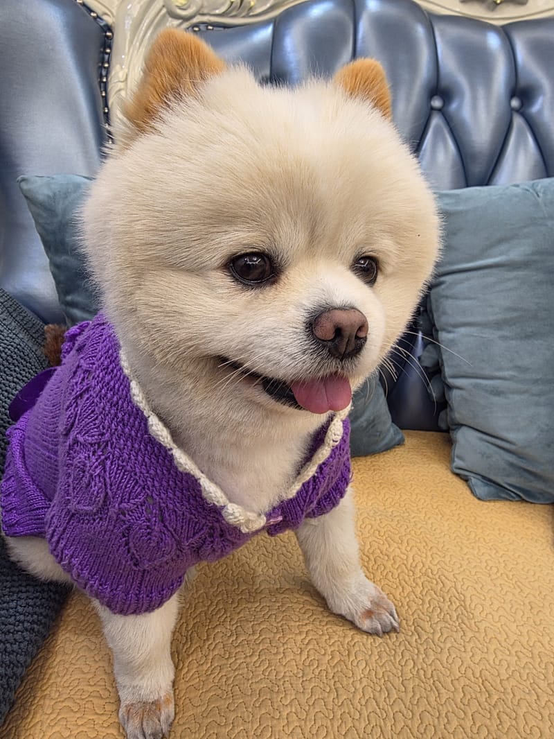 Haha — purple sweater, head tilt, big tongue-out smile, crisp