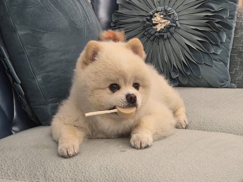 Haha — big fluffy face fills frame, lollipop in mouth, looking at camera