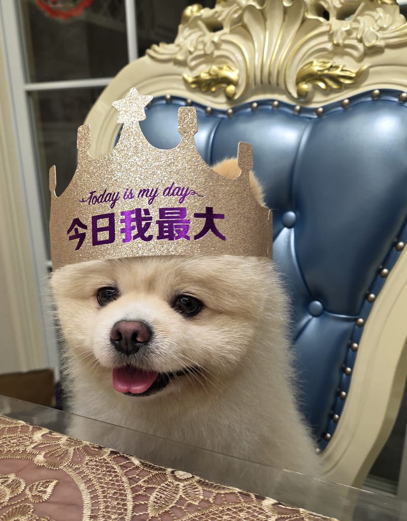 Haha — best overall: tight crown portrait, tongue out, big smile