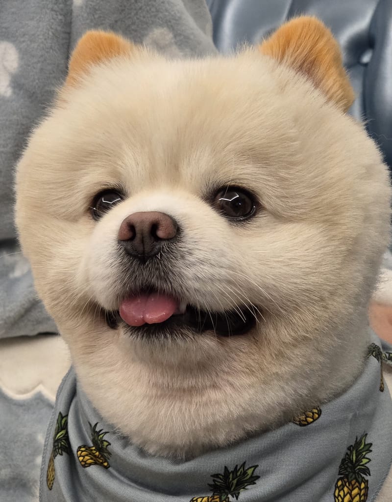 Haha — standout: sharp front face, bright eyes, pink tongue, bandana
