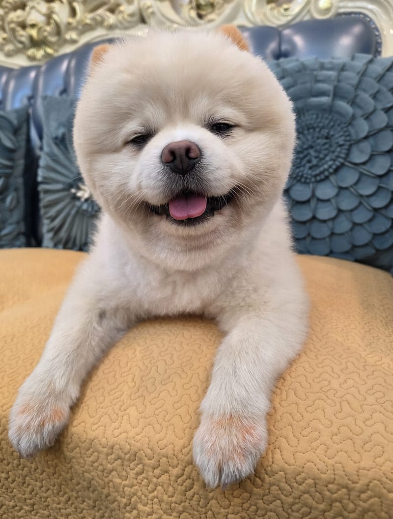 Haha — big squinty grin, tongue out, fills frame; very appealing