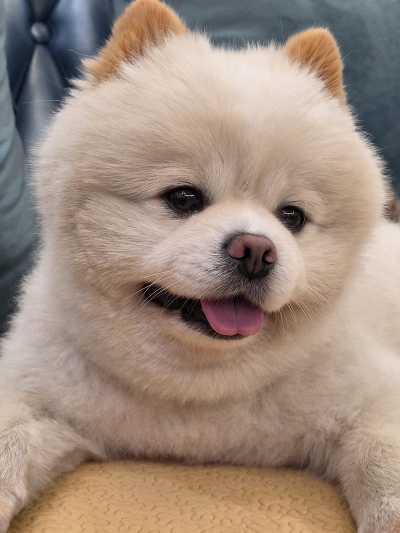 Haha — best close-up: full grin, tongue, both eyes sharp