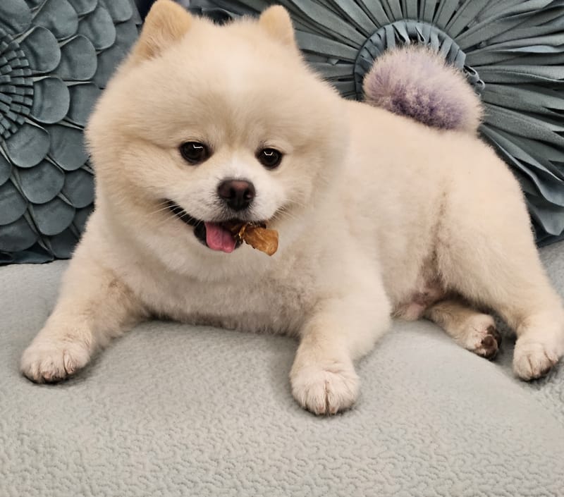 Haha — close sofa portrait, treat in mouth, bright eyes on camera