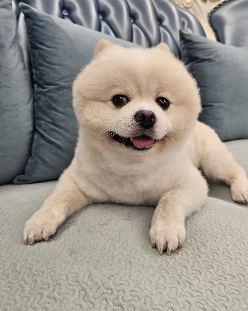 Haha — lying front-on, huge tongue-out smile, perfect eye contact