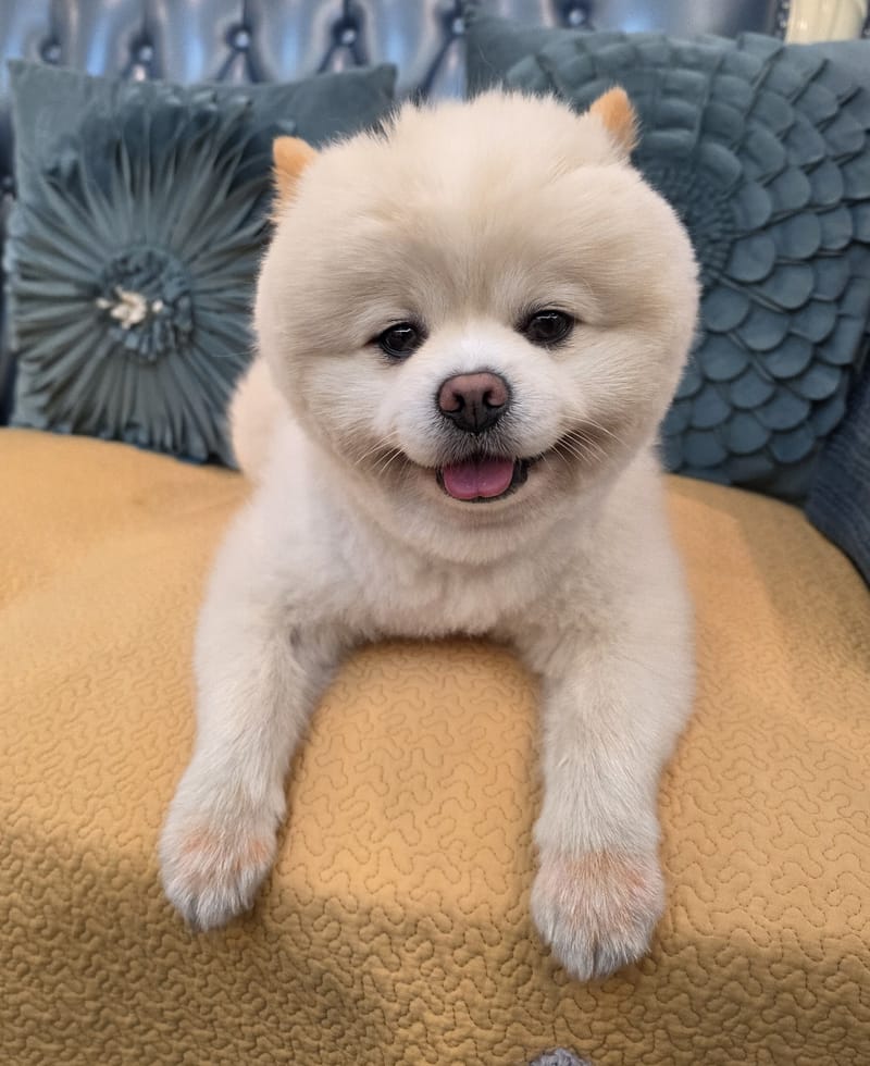 Haha — best frame: front-on beaming smile, eyes open, fluffy