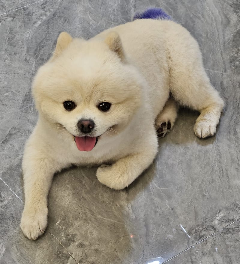 Haha — closest sploot, big fluffy face, tongue out, clean marble
