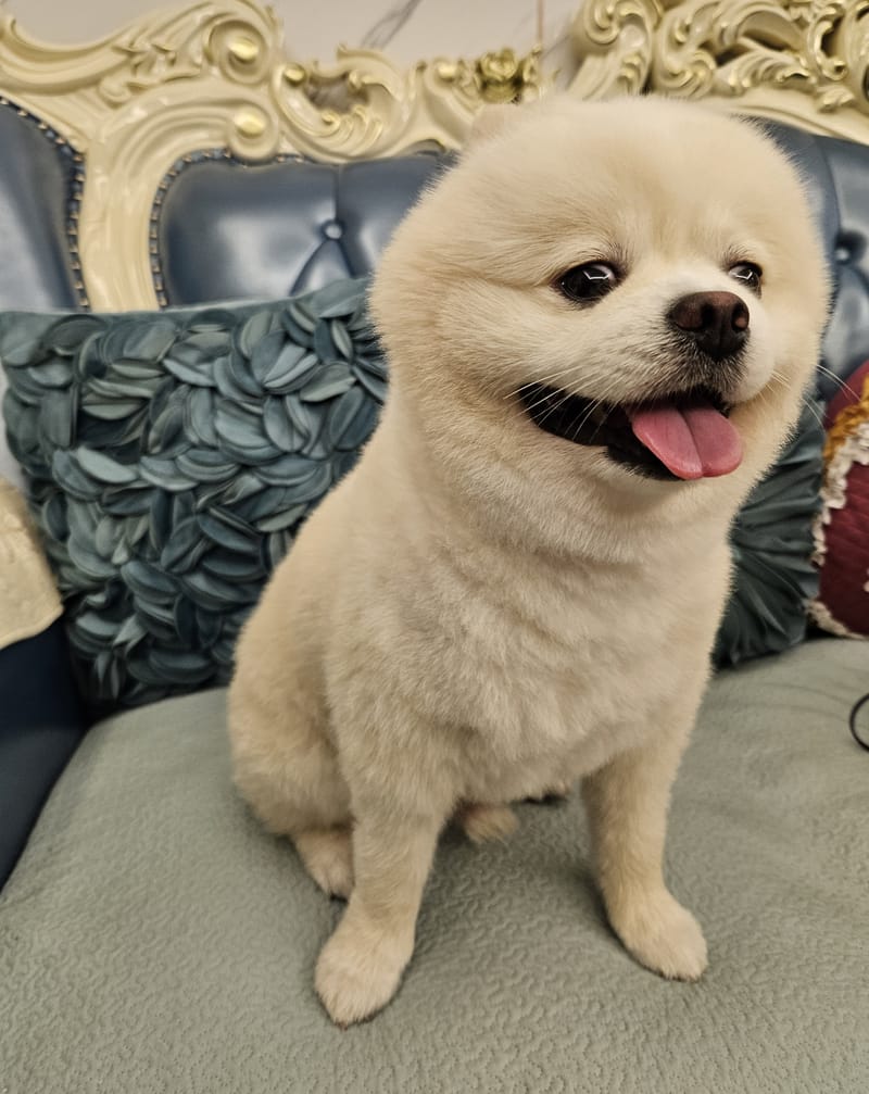 Haha — sitting front-on, wide grin and tongue, teal pillows behind