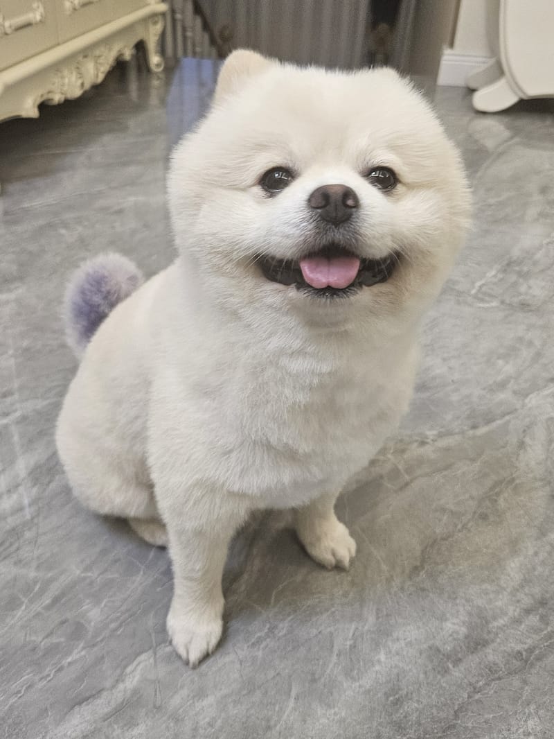 Haha — sitting front-on with enormous grin, tongue out