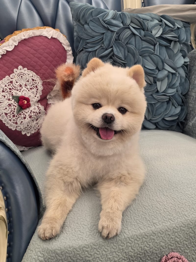 Haha — big tongue-out smile, straight to camera, pillows behind; best of set