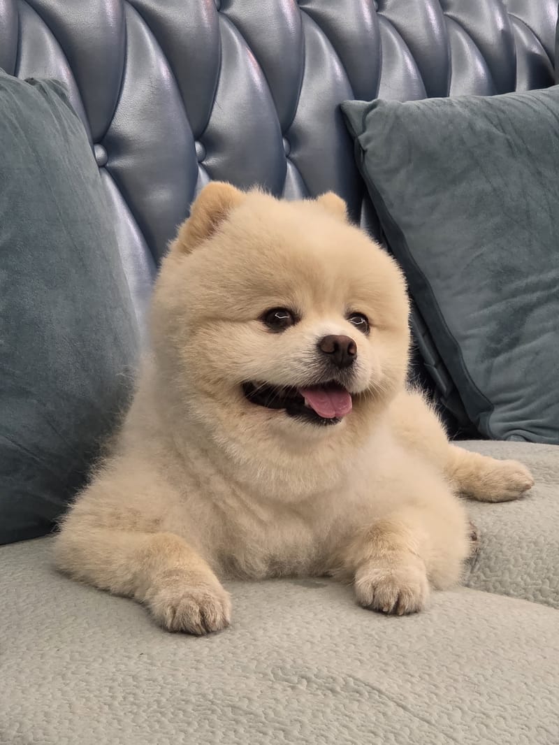 Haha — beaming tongue-out smile at camera; best couch portrait