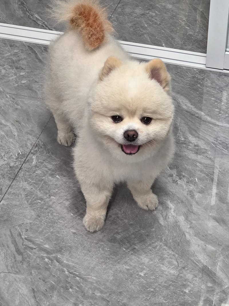 Haha — top-down, big smile with tongue, eyes up at camera, clean floor