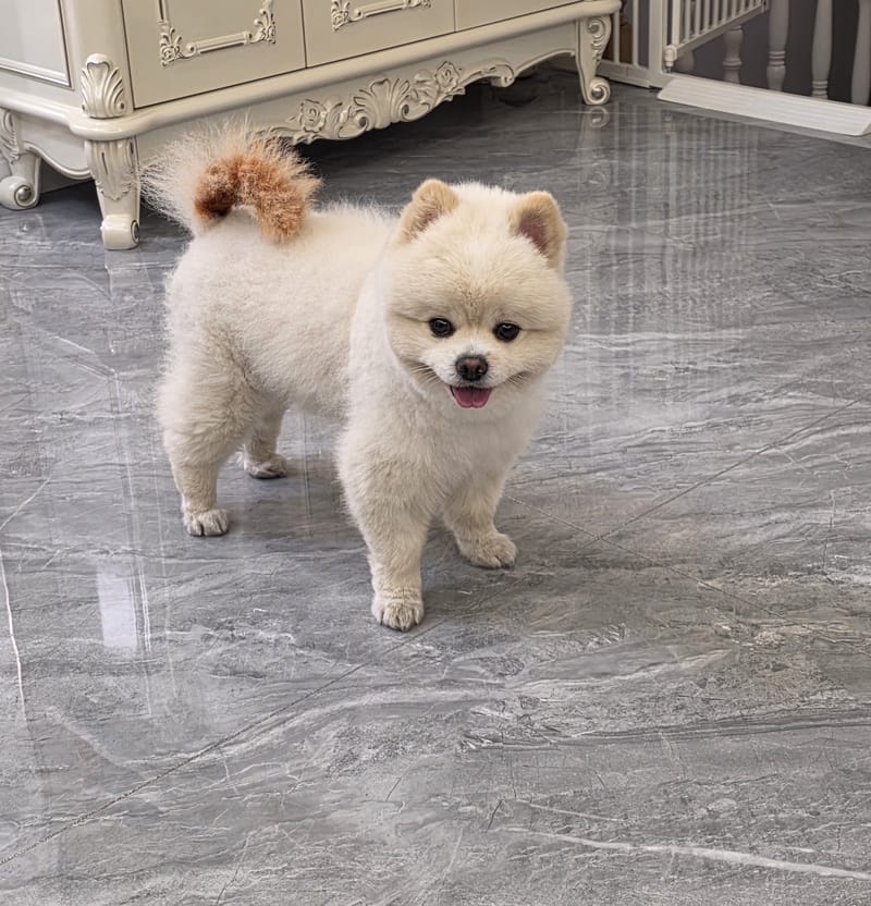 Haha — standing on marble, tongue out, facing camera; sharpest of set