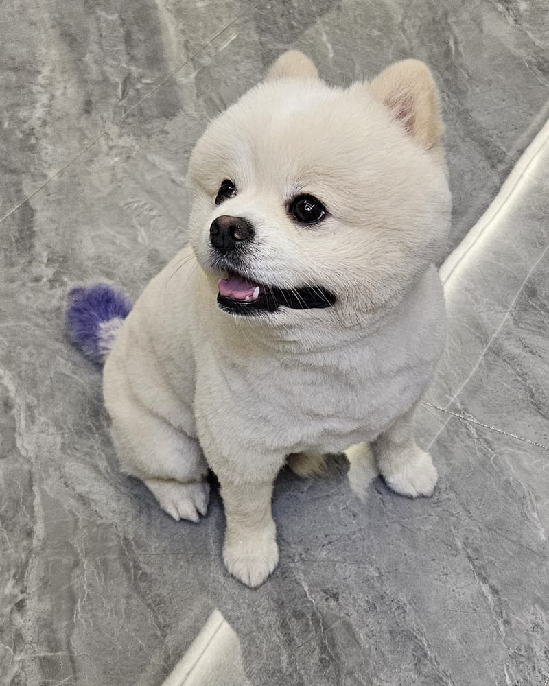 Haha — crisp smiling upward gaze, tongue out, clean background