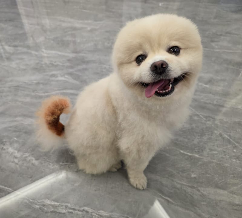 Haha — sitting with huge open smile, clean marble; slightly soft but best grin