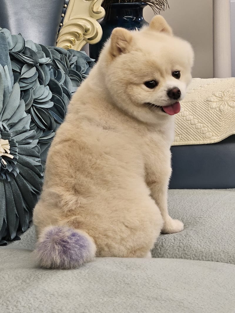 Haha — best over-shoulder look, tongue out, crisp eyes and fur