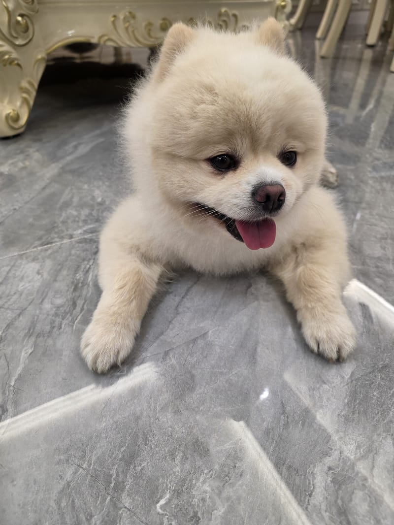 Haha — tight head-tilt sploot, tongue out, sharpest of burst