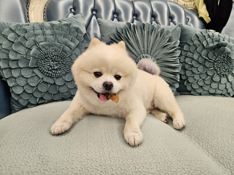 Haha — full-body on sofa centered between pillows, eyes on camera