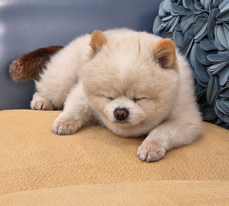 Haha — closest sleeping shot, round teddy face on paws, crisp