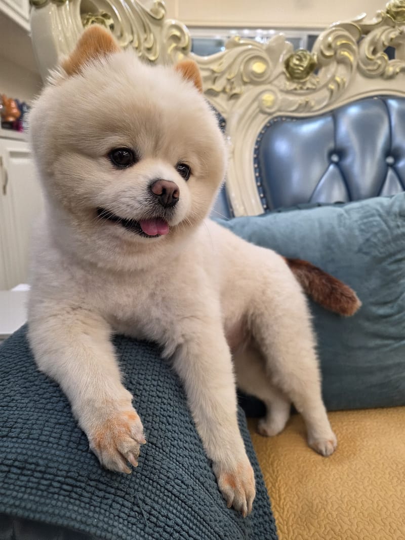 Haha — best full-body: paws over cushion, tongue, eyes to camera