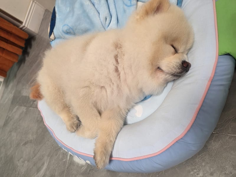 Haha — close asleep curled in bed, serene face, soft light