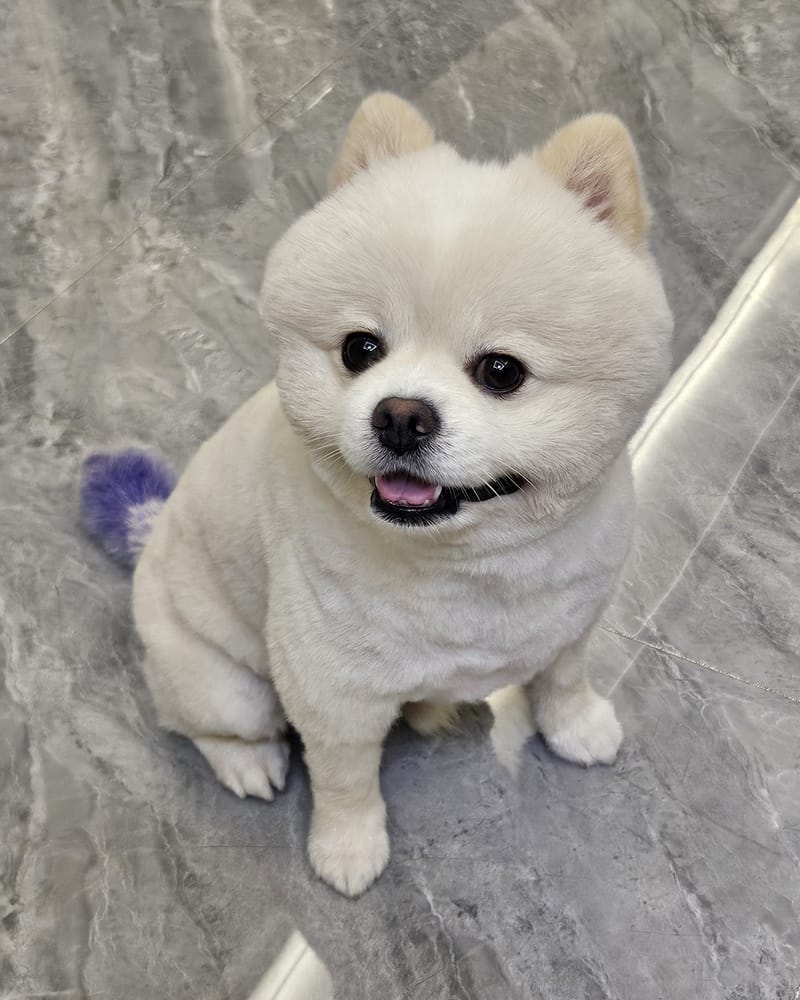 Haha — sitting, straight-on grin with tongue, clean floor