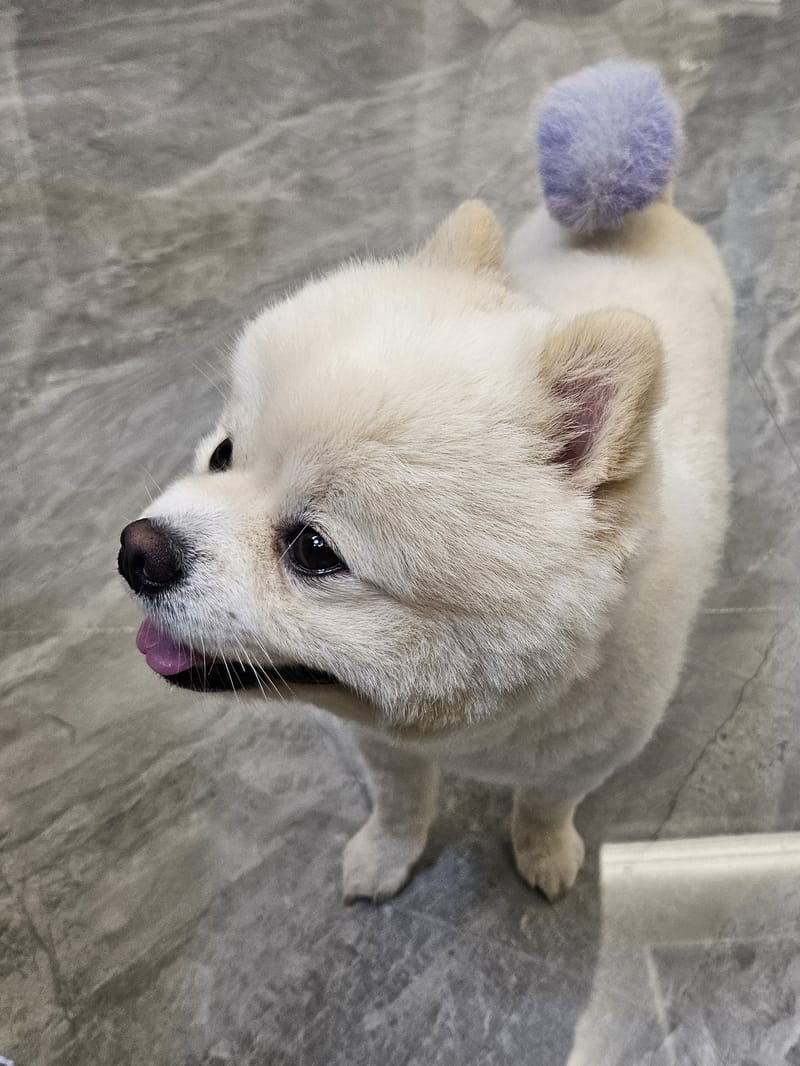 Haha — best upward gaze, sharp face, tongue out, purple pom tail