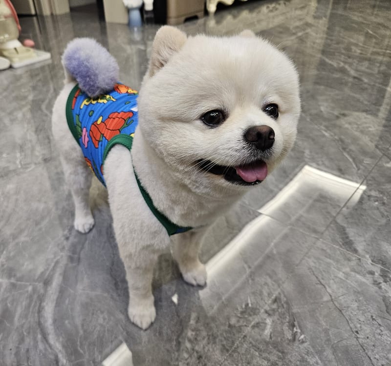 Haha — standing tank top, wide grin toward camera, crisp fur