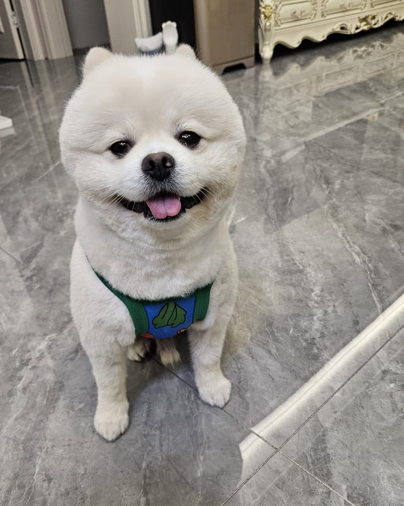 Haha — sitting front-on, wide smile, tongue out, sharp face