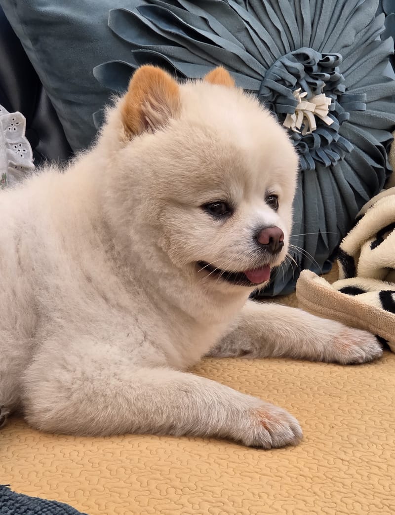 Haha — head tilt toward camera, both eyes, tongue tip; charming