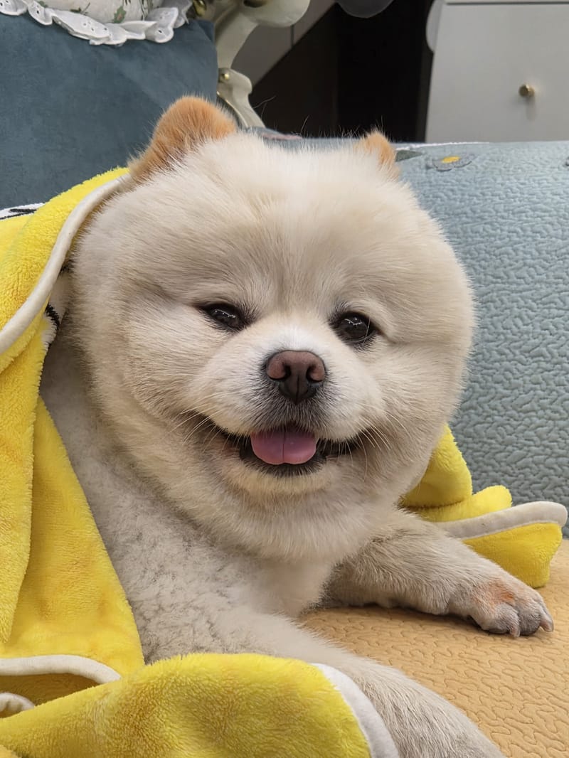 Haha — yellow blanket, wider grin, face fills frame nicely