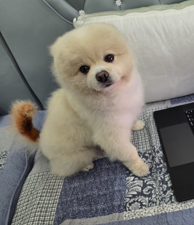 Haha — sitting beside laptop, looking right at camera, very fluffy