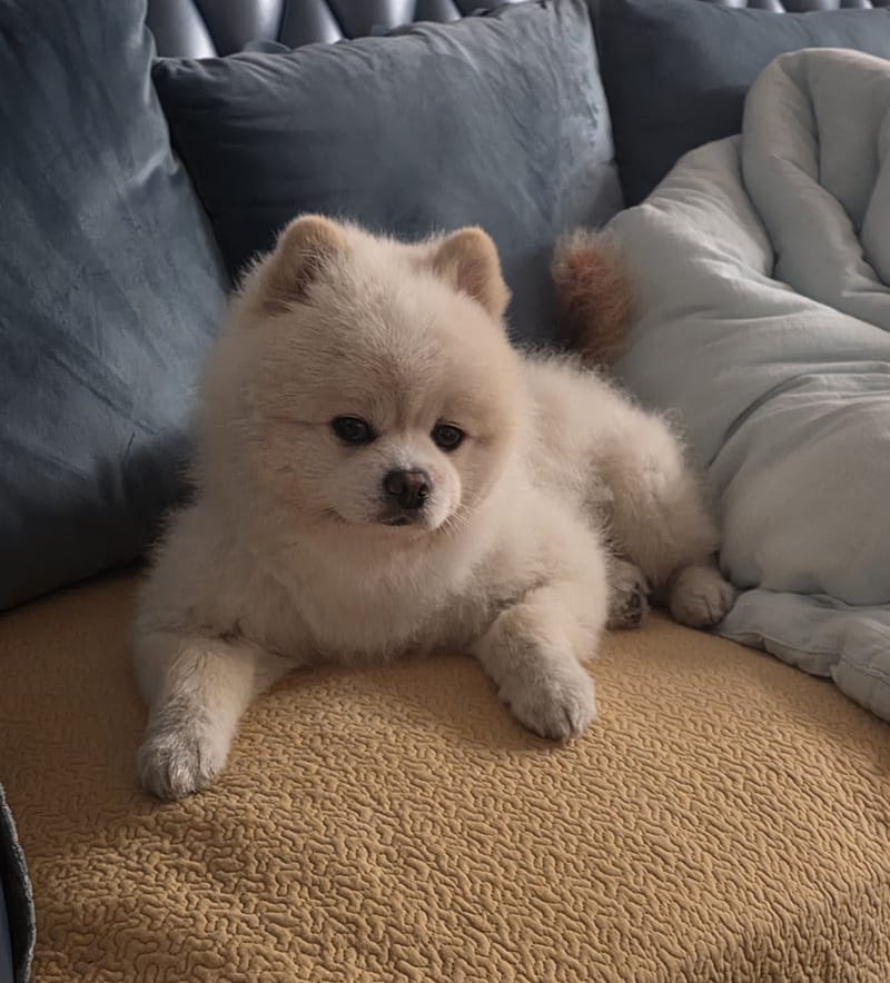 Haha — fluffy loaf on couch looking at camera, bedding right