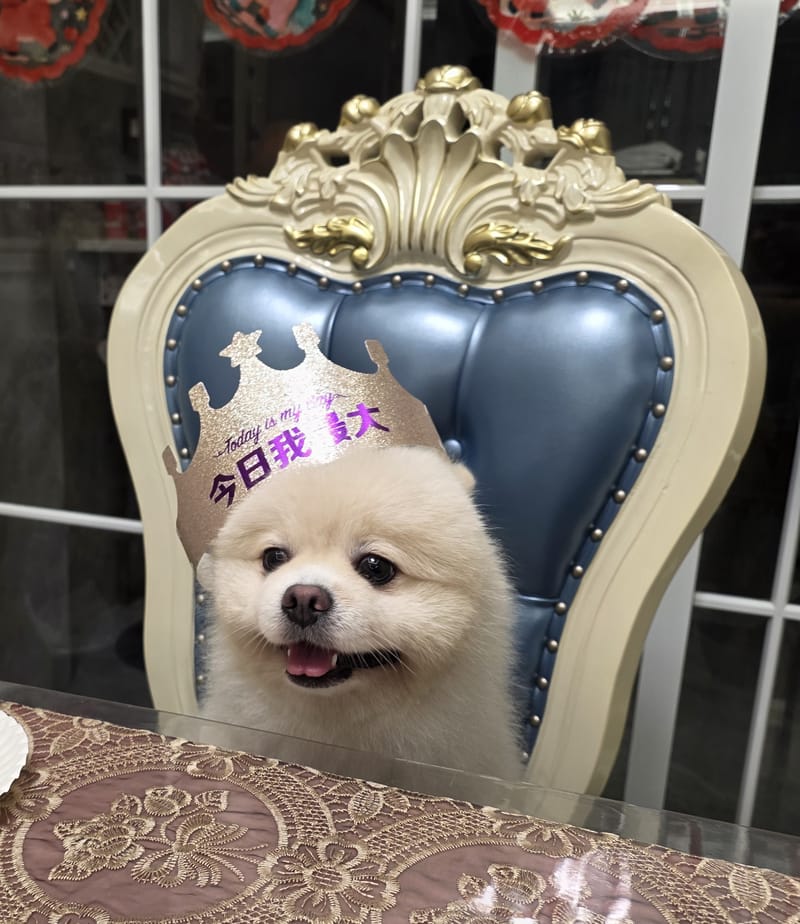 Haha — crown on throne chair, facing camera smiling, full scene