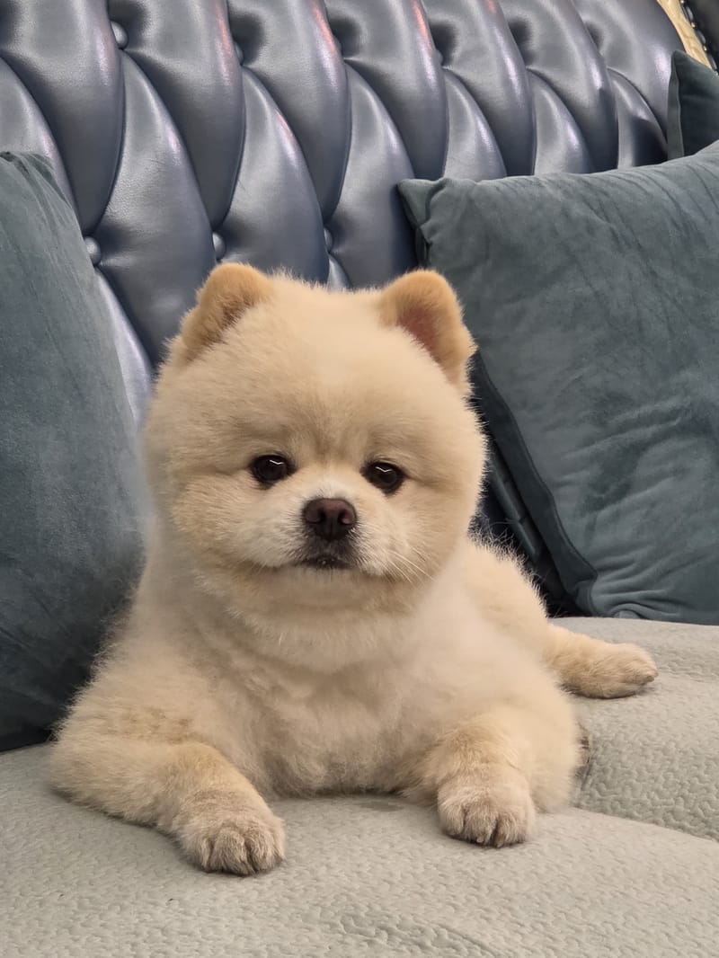 Haha — calm straight-on portrait, both eyes sharp, teddy-bear face