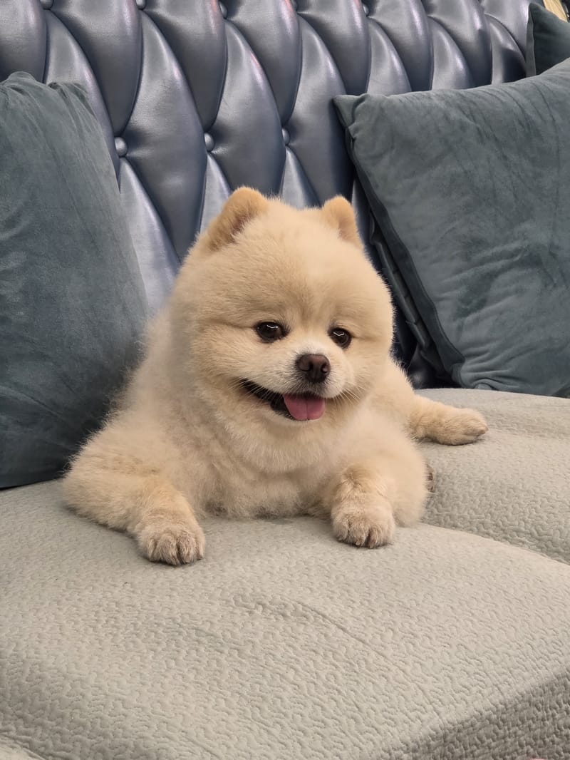 Haha — bright tongue-out smile, eyes to camera; best of this burst