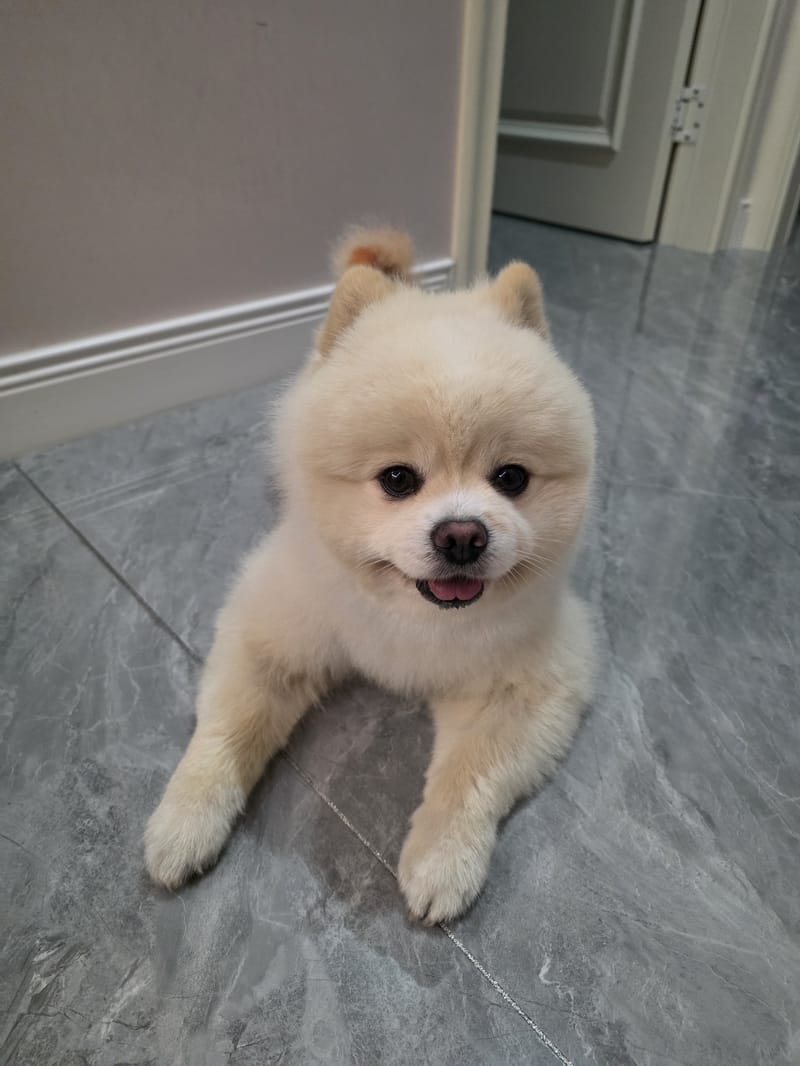 Haha — smiling up at camera, tongue out, clean tile floor