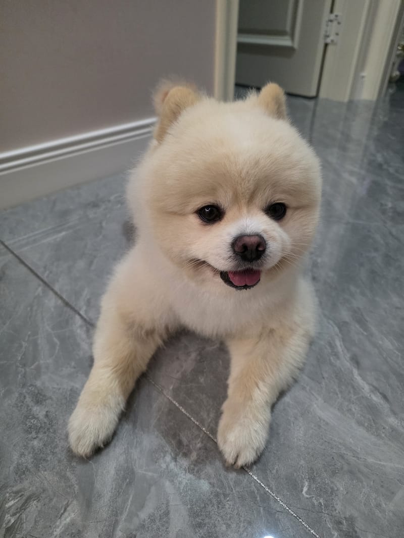 Haha — best of the set: full smile, tongue out, eyes on camera