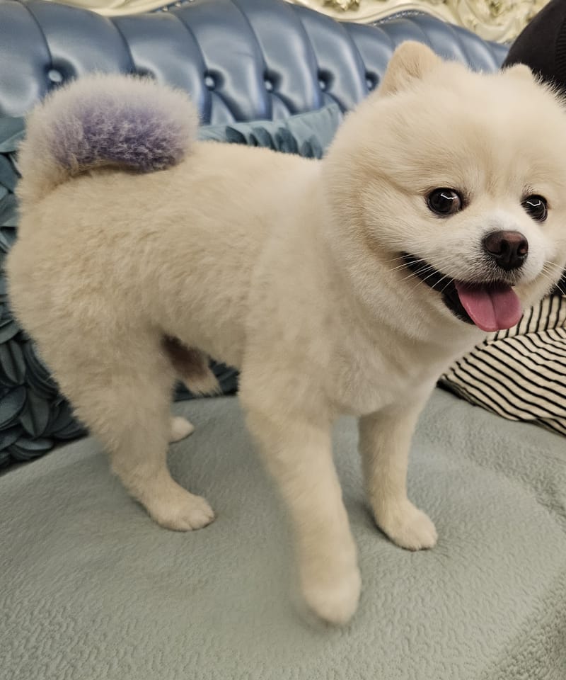 Haha — standing on sofa, big smile and tongue; person's arm at right