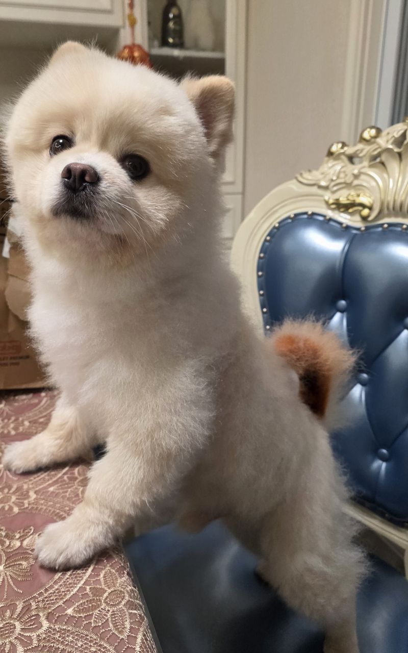 Haha — standing on chair, head tilt, big eyes up at camera