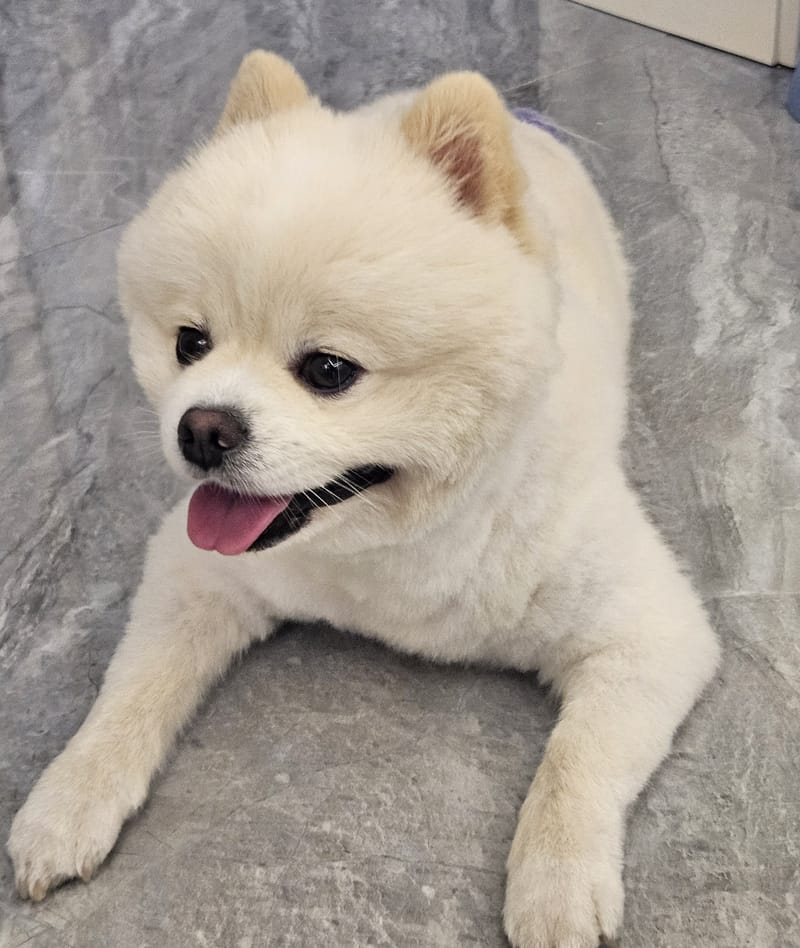 Haha — head tilt, big tongue, eyes on camera; tissue pot at right