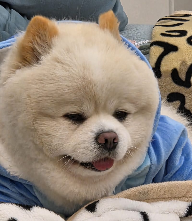 Haha — close portrait, hood up, gentle smile; best of burst