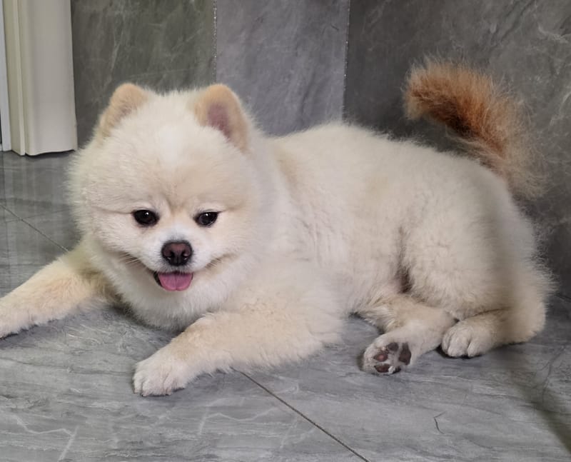 Haha — best of burst: eyes clear, tongue out, relaxed sprawl