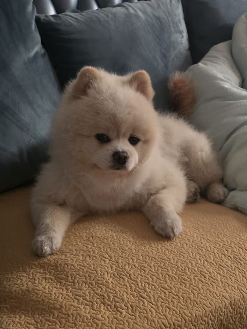 Haha — best of burst: tight fluffy loaf, calm gaze, warm light