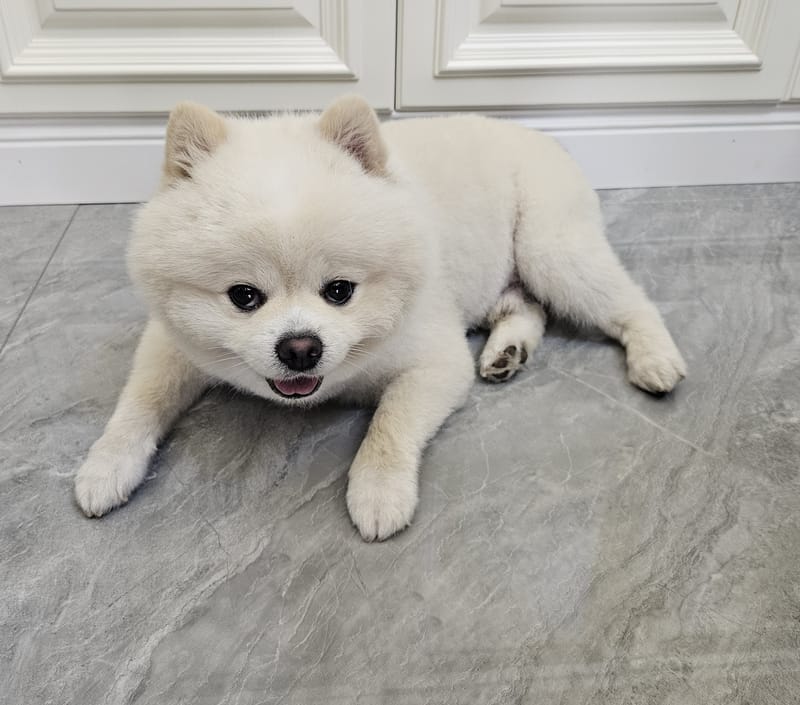 Haha — sploot by white cabinets, mouth open, eyes on camera