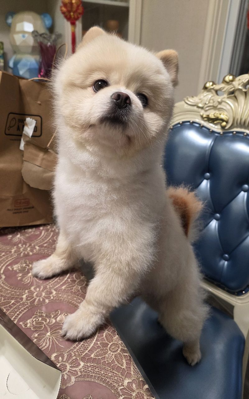 Haha — sweet upward gaze, clear face and fluffy ruff