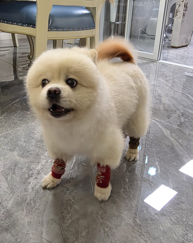 Haha — standing smiling with red leg warmers; slipper at left edge