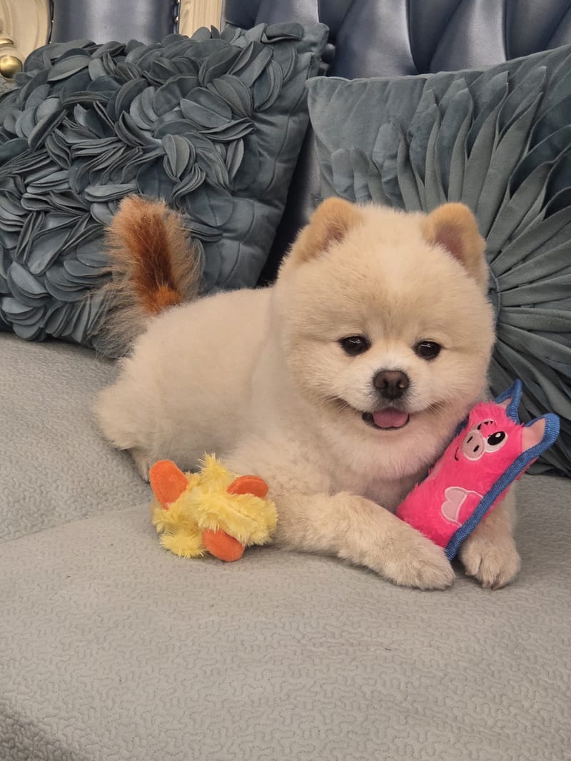 Haha — big tongue-out smile hugging pig toy; best of portrait toy burst
