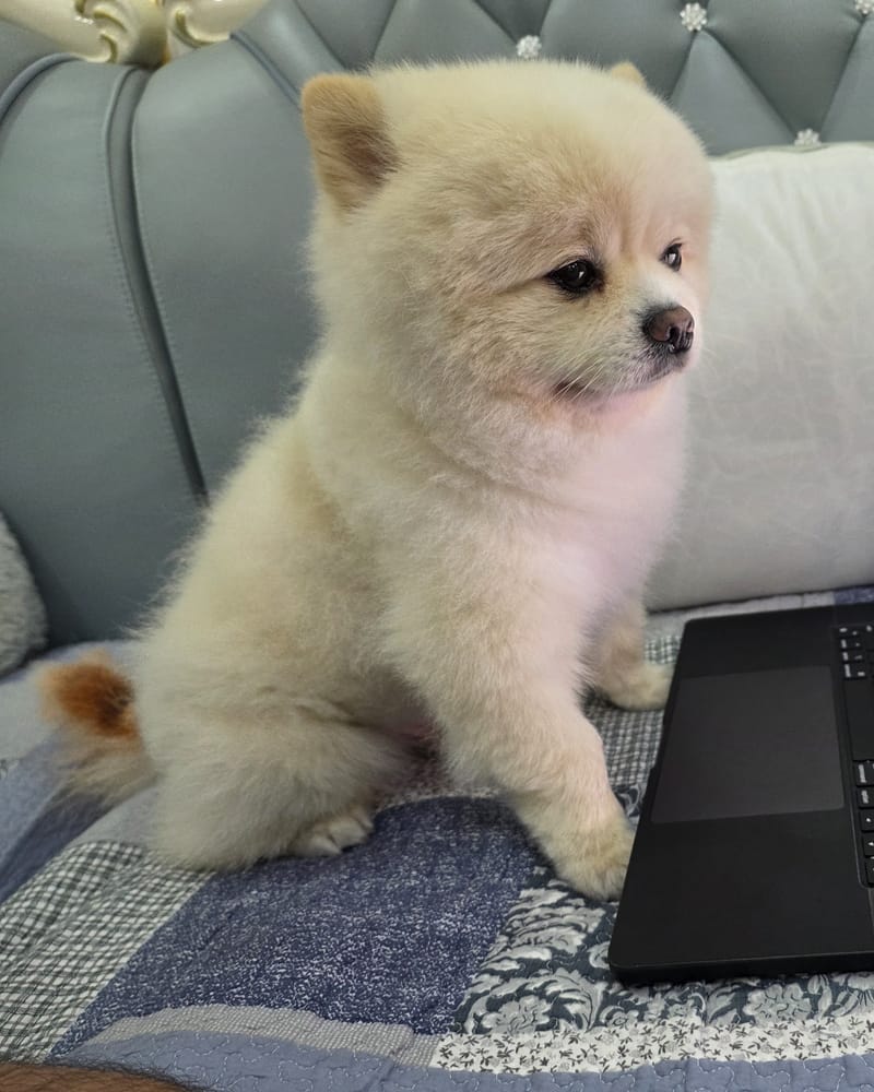 Haha — sharpest laptop shot, alert profile, eye clearly visible