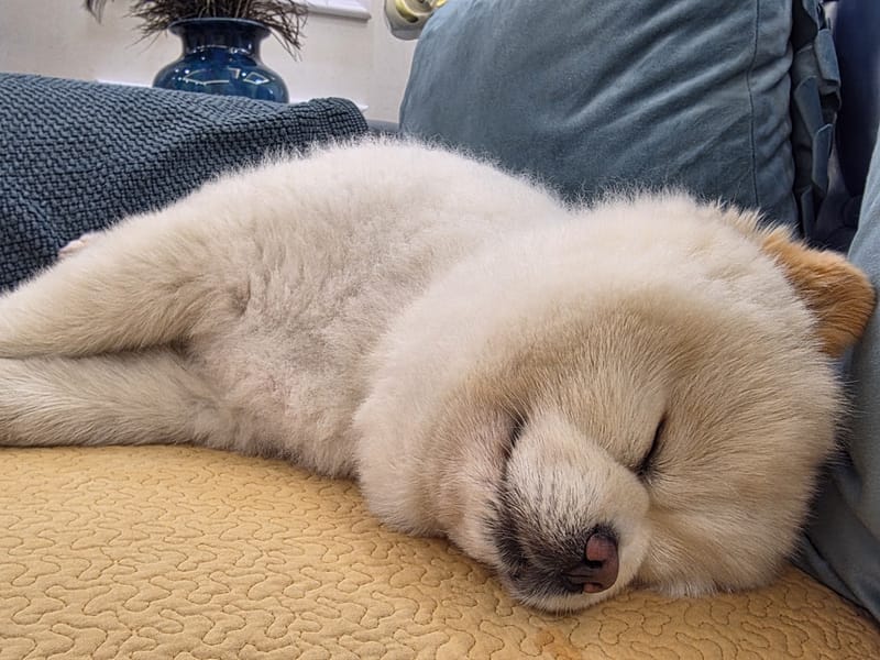 Haha — close sleeping face, nose and closed eyes crisp